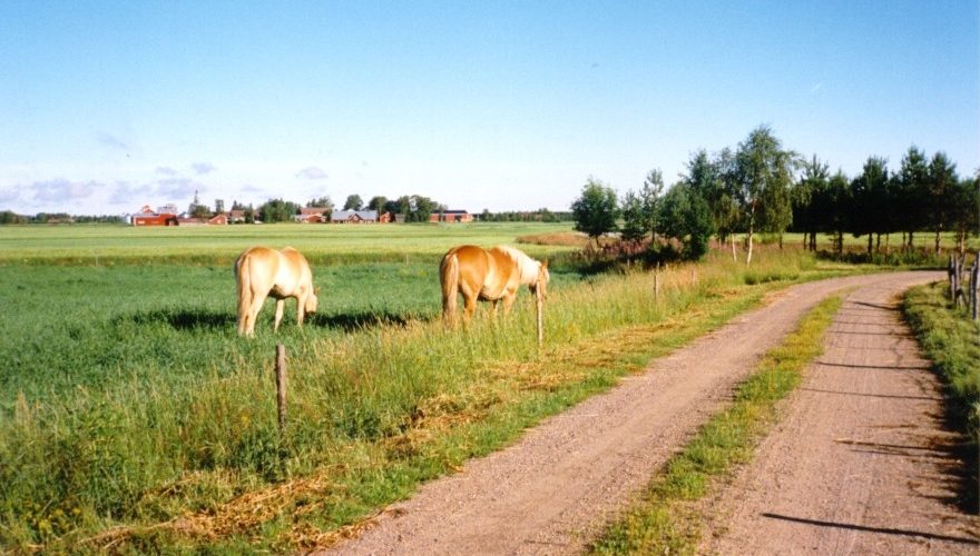 hevosia tienvieressä laitumella