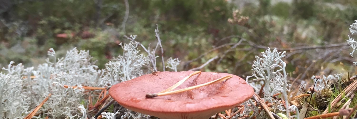 haperosieni metsässä