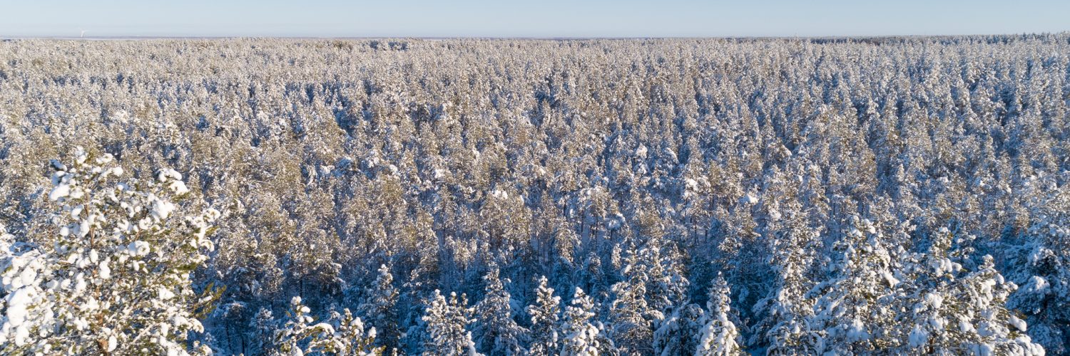 talvinen metsä