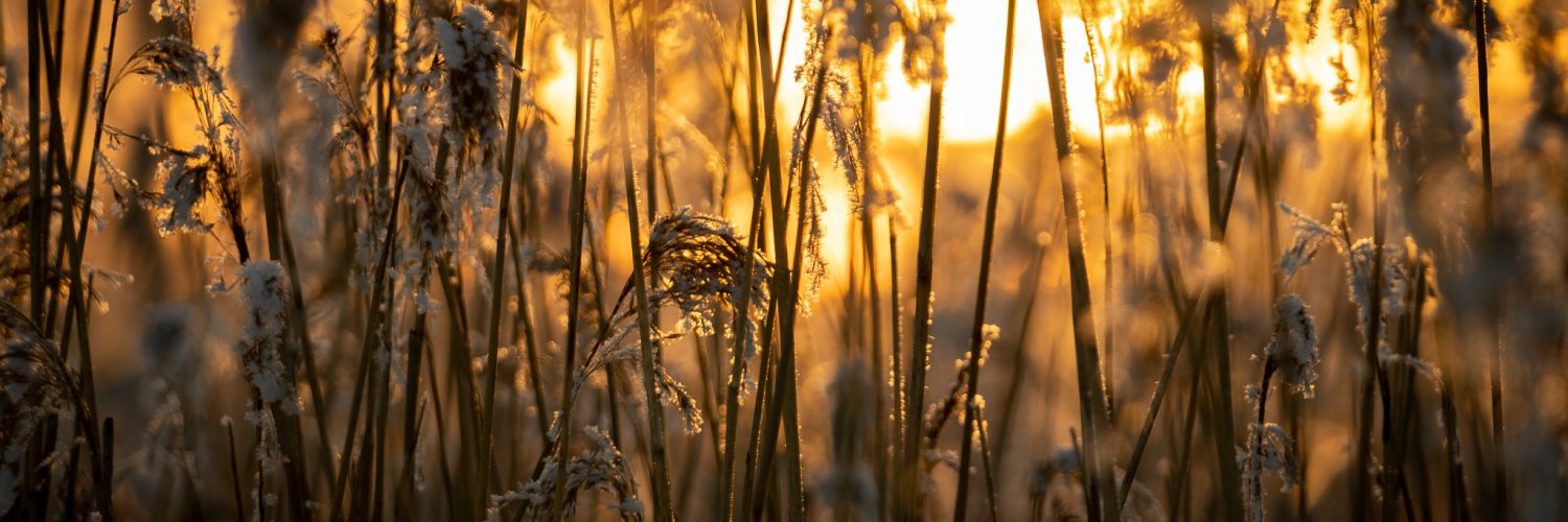 aurinko kaislojen takaa talvella