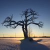 puu talvisessa auringonlaskussa