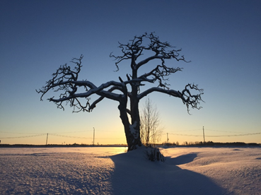 puu talvisessa auringonlaskussa