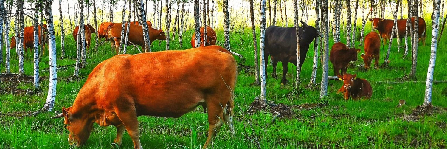 lehmiä laitumella koivumetsässä