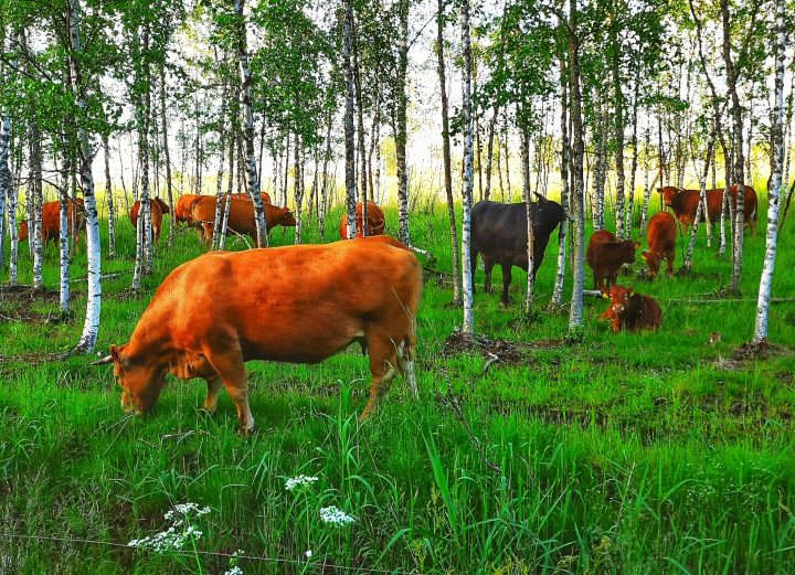 lehmiä laitumella koivumetsässä